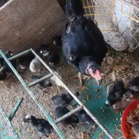 مرغ لاری سیاه با 25عدد جوجه امروک و گلین