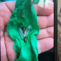 مهره قدیمی بشرط