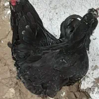 مرغ خروس گلین