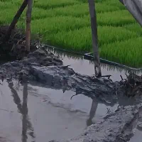 توم نشا.(هاشمی اصلاح شده)