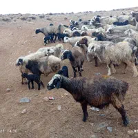 48راس میش داشتی بره دار و آبستن به فروش میرسد|حیوانات مزرعه|شیراز, محمدیه|دیوار