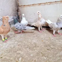 هفت رنگ دم سفید