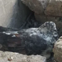 کبوتر نوک قنار و کبوتر پرشی ساعتی|پرنده|شهریار, شهریار|دیوار