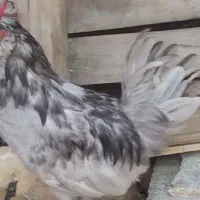 مرغ و خروس گلین