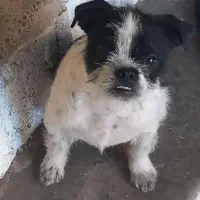 واگذاری سگ پاکوتاه