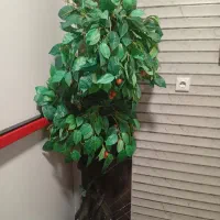 درختچه گیلاس سالم وزیبا