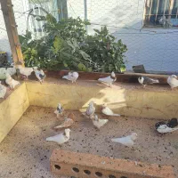 کفتر|پرنده|قائن, |دیوار