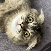 گربه اسکاتیش  دبل فولد