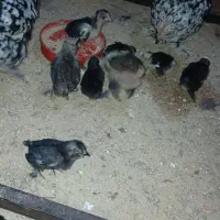 جوجه یوسل ۱۰ روزه و