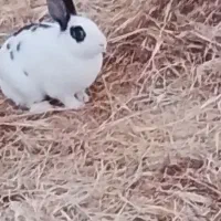 خرگوش چشم قرمز|موش و خرگوش|زرند, |دیوار