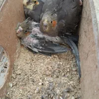 جوجه عروس هلندی