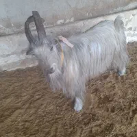 پازن تخمی دو ساله|حیوانات مزرعه|کازرون, |دیوار