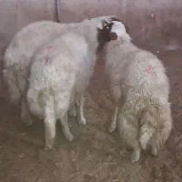 3 راس قوچ و شک ورن|حیوانات مزرعه|دره شهر, |دیوار