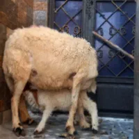 میش با بچه اش|حیوانات مزرعه|اهواز, کوی ملی راه|دیوار