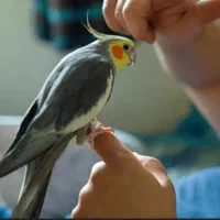 طوطی ملنگو مولد طوطی عروس دستی|پرنده|بهشهر, |دیوار