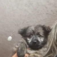 سگ پاپی|سگ|برخوار, |دیوار