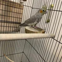 دو عدد عروس هلندی با قفس|پرنده|تهران, توحید|دیوار