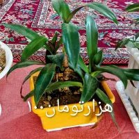 گلطبیعی|گل و گیاه طبیعی|اهر, |دیوار