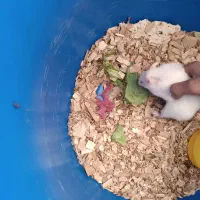 یه عدد نرو ماده و 1بچه