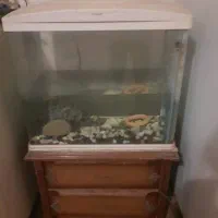 اکواریم شرکتی در دار