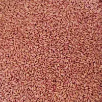 انواع ارقام بذر اصلاح شده گندم و جو دیم و آبی|عمده‌فروشی|کبودرآهنگ, |دیوار