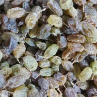 کشمش سایه خشک ارگانیک