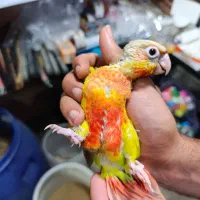 طوطی گرینچیک سرلاکی و نرم خور و نزدیک دونخور