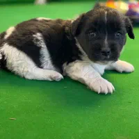 سگ تریر دوهفتشونه|سگ|مشهد, هنرستان|دیوار