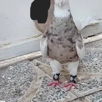 طوقی درجه یک