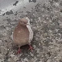 کله زرد|پرنده|خرمدره, |دیوار