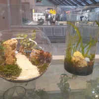 اکواریوم استوانه پلنت با لوازم|ماهی|مشهد, کوه سنگی|دیوار