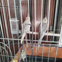 عروس هلندی نر ۵ ماهه سالم و مست مست