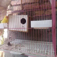 طوطی بلزیلی ماده به فروش میرسد