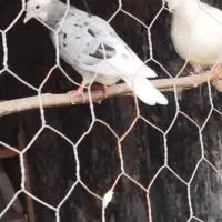 یک جفت سینه سیاه