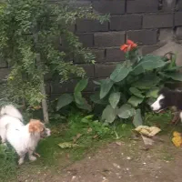 فروش سگ پاکوتاه|سگ|نوشهر, |دیوار