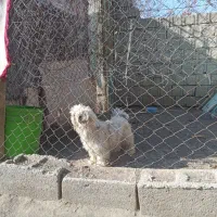 سگ پاکوتاه|سگ|اردبیل, |دیوار