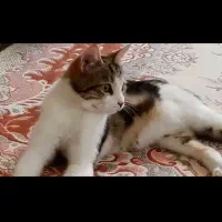 گمشده|حیوانات|قوچان, |دیوار