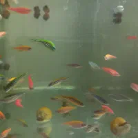 ماهی زینتی|ماهی|بندر ماهشهر, |دیوار