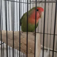 برزیلی مولد