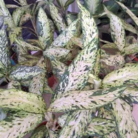 گل آپارتمانی با قیمت مناسب|گل و گیاه طبیعی|بیرجند, |دیوار