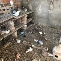 کبوتر یکجایی|پرنده|سرخنکلاته, |دیوار