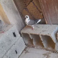 کبوتر|پرنده|اصفهان, پرتمان|دیوار