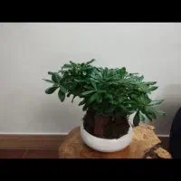 بونسای ژاپنی طبیعی|گل و گیاه طبیعی|فلاورجان, |دیوار