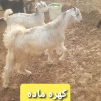 میش کولار کهره بز  قیمت مناسب|حیوانات مزرعه|شیراز, شهرک گلستان|دیوار