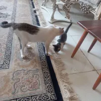 دو عدد گربه|گربه|زاهدان, |دیوار