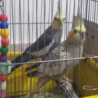 فروش یه جفت عروس هلندی|پرنده|اهواز, کوی رمضان|دیوار