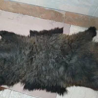 پوست دباغی شده گوسفند و نرم