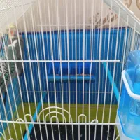 مرغ عشق و عروس هلندی|پرنده|سنندج, |دیوار