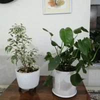 تعدادی گل و گلدان طبیعی