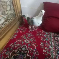 گراف|پرنده|مشهد, علی آباد|دیوار